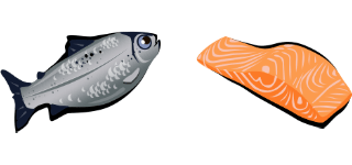 Illustration Fisch und Fischfilet